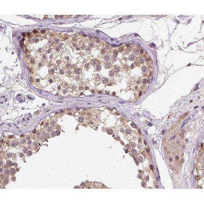 Cyclin A1 Antibody - AF0143 at 1/200 staining human testis tissue sections by IHC-P.