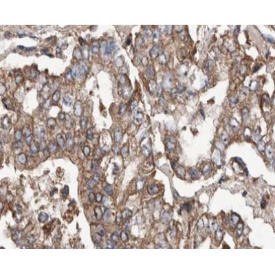 POFUT2 Antibody - AF0588 at 1/100 staining human stomach tissue sections by IHC-P.