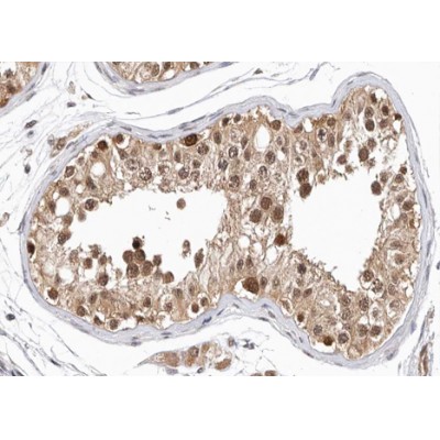 GASP1 Antibody - AF0712 at 1/100 staining human testis tissue sections by IHC-P.