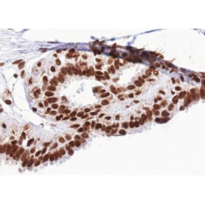 Histone H2B Antibody - AF0880 at 1/100 staining human Breast tissue sections by IHC-P.