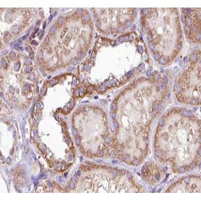 PKC alpha Antibody - AF6196 at 1/100 staining human Kidney tissue sections by IHC-P.