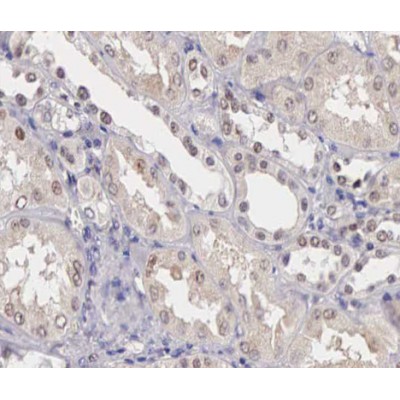 SENP8 Antibody - AF0279 at 1/100 staining human kidney tissue sections by IHC-P.