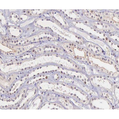 TIMP4 Antibody - AF0281 at 1/100 staining human kidney tissue sections by IHC-P.