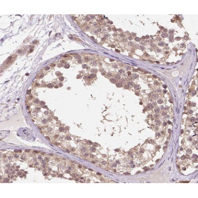 DDIT3/CHOP Antibody - AF0629 at 1/100 staining human testis tissue sections by IHC-P.