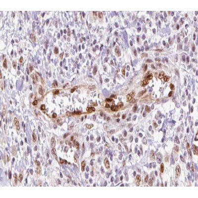 Gastrin Antibody - AF0593 at 1/100 staining human Stomach tissue sections by IHC-P.