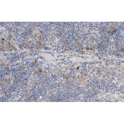 NCK2 Antibody - AF0679 at 1/100 staining human lymph node tissue sections by IHC-P.