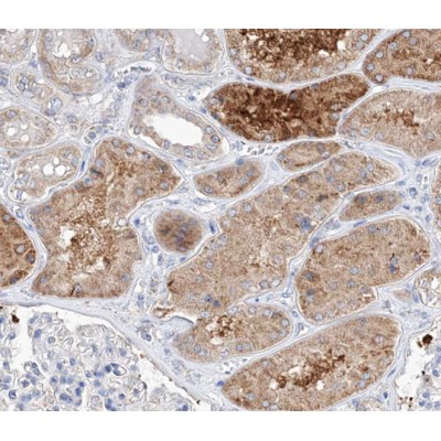 TRIM16 Antibody - AF0352 at 1/100 staining human kidney tissue sections by IHC-P.
