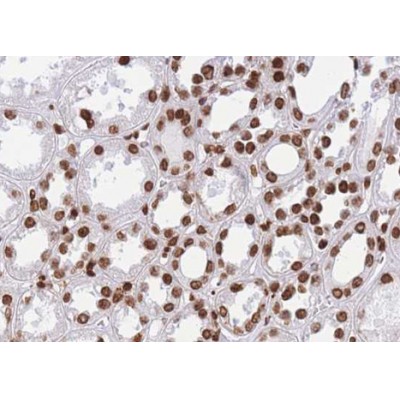 Histone H2B Antibody - AF0866 at 1/100 staining human kidney tissue sections by IHC-P.