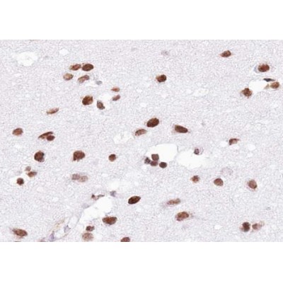 Histone H2B Antibody - AF0873 at 1/100 staining human Brain tissue sections by IHC-P.