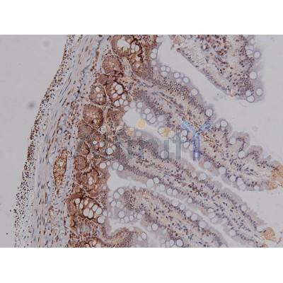 Phospho-CDK4 (Thr172) Antibody - AF8007 at 1/200 staining Rat intestinal tissue sections by IHC-P.