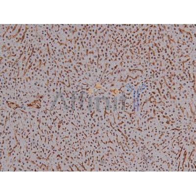 Phospho-CDK4 (Thr172) Antibody - AF8007 at 1/200 staining Mouse liver tissue sections by IHC-P.
