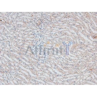 Phospho-IRAK1 (Thr387) Antibody - AF8009 at 1/200 staining Mouse kidney tissue sections by IHC-P.