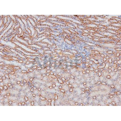 Phospho-NF kappaB p105/p50 (Ser923) Antibody - AF8014 at 1/200 staining Mouse kidney tissue sections by IHC-P.