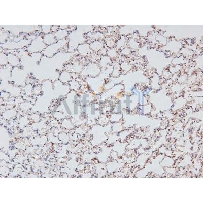 Phospho-NF kappaB p105/p50 (Ser923) Antibody - AF8014 at 1/200 staining Rat lung tissue sections by IHC-P.