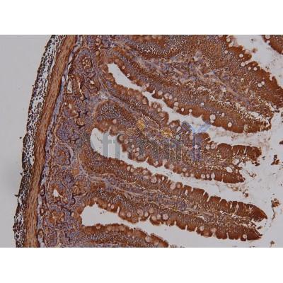 Phospho-PKA alpha  CAT (Ser339) Antibody - AF8017 at 1/200 staining Rat intestinal tissue sections by IHC-P.