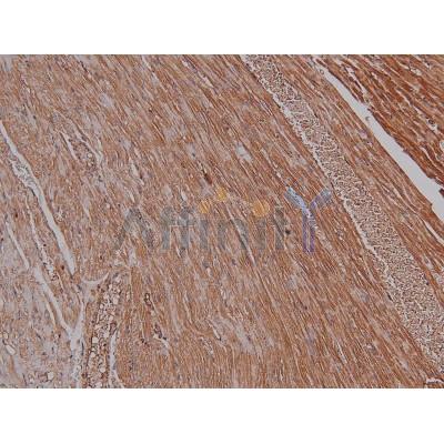 Phospho-PKA alpha  CAT (Ser339) Antibody - AF8017 at 1/200 staining Mouse heart tissue sections by IHC-P.