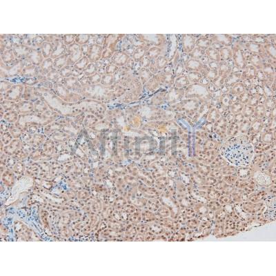 Phospho-MEK1/2 (Ser218+Ser222/Ser222+Ser226) Antibody - AF8035 at 1/200 staining Mouse kidney tissue sections by IHC-P.