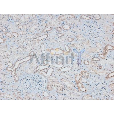 Phospho-MEK1/2 (Ser218+Ser222/Ser222+Ser226) Antibody - AF8035 at 1/200 staining Human kidney tissue sections by IHC-P.
