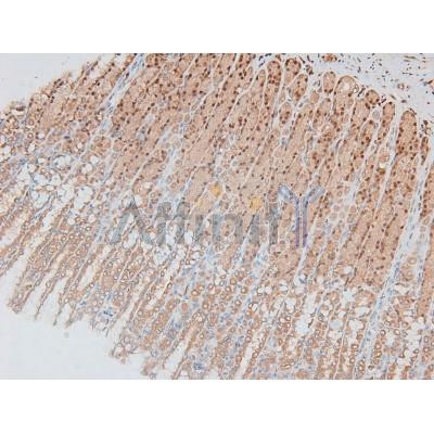 Phospho-MEK1/2 (Ser218+Ser222/Ser222+Ser226) Antibody - AF8035 at 1/200 staining Rat ganstric tissue sections by IHC-P.