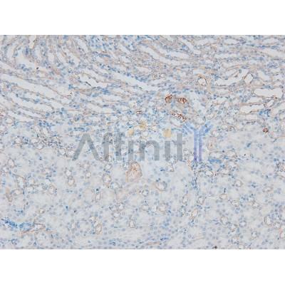 Phospho-CFTR (Ser737) Antibody - AF8042 at 1/200 staining Mouse kidney tissue sections by IHC-P.