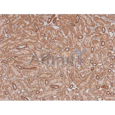 Phospho-ILK (Ser343) Antibody - AF8070 at 1/200 staining Rat kidney tissue sections by IHC-P.