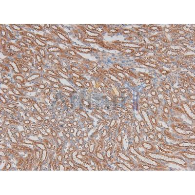 Phospho-ILK (Ser343) Antibody - AF8070 at 1/200 staining Mouse kidney tissue sections by IHC-P.