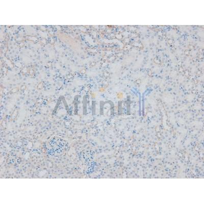 Phospho-Integrin alpha4 (Ser1027) Antibody - AF8071 at 1/200 staining Mouse kidney tissue sections by IHC-P.