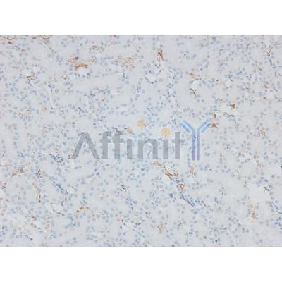 Phospho-Integrin alpha4 (Ser1027) Antibody - AF8071 at 1/200 staining Rat kidney tissue sections by IHC-P.