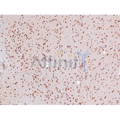 Phospho-Caveolin 2 (Tyr19) Antibody - AF8106 at 1/200 staining Mouse brain tissue sections by IHC-P.