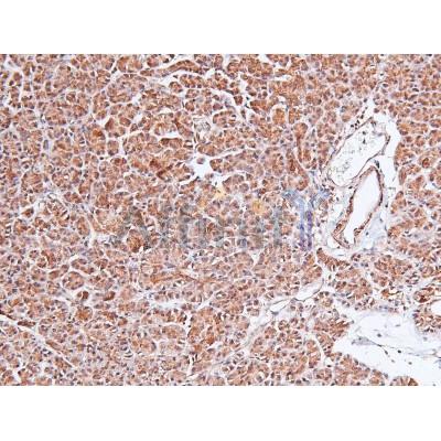 Phospho-Caveolin 2 (Tyr19) Antibody - AF8106 at 1/200 staining Human pancreas tissue sections by IHC-P.