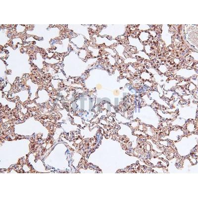 Phospho-Caveolin 2 (Tyr19) Antibody - AF8106 at 1/200 staining Rat lung tissue sections by IHC-P.