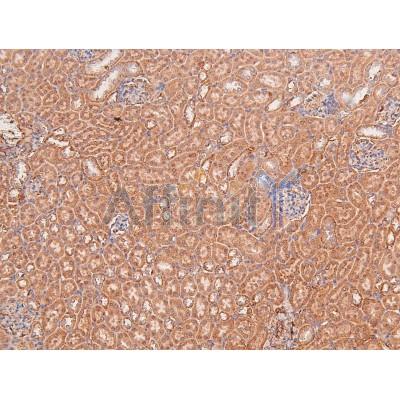 Phospho-BLK (Tyr389) Antibody - AF8133 at 1/200 staining Mouse kidney tissue sections by IHC-P.