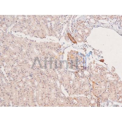 Phospho-BLK (Tyr389) Antibody - AF8133 at 1/200 staining Rat kidney tissue sections by IHC-P.