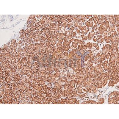 Phospho-BLK (Tyr389) Antibody - AF8133 at 1/200 staining Human pancreas tissue sections by IHC-P.