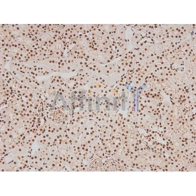 Phospho-FER (Tyr714) Antibody - AF8147 at 1/200 staining Rat kidney tissue sections by IHC-P.