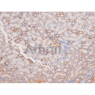 Phospho-MOK (Tyr161) Antibody - AF8171 at 1/200 staining Mouse kidney tissue sections by IHC-P.