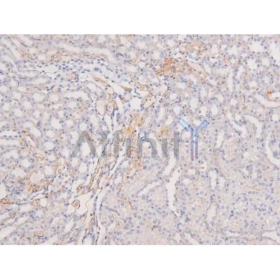 Phospho-MOK (Tyr161) Antibody - AF8171 at 1/200 staining Rat kidney tissue sections by IHC-P.