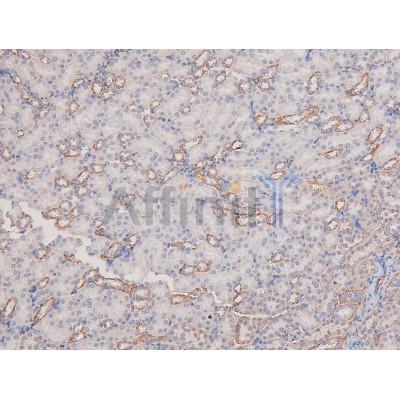Phospho-PAK1 (Ser21) Antibody - AF8178 at 1/200 staining Mouse kidney tissue sections by IHC-P.