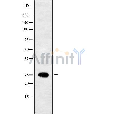 SEC22B Antibody - Western blot analysis SEC22B using 293 whole cell lysates.