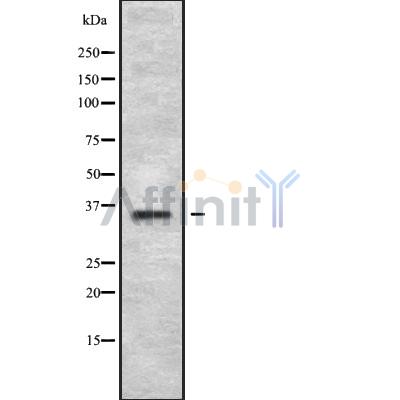 MAGEA2 Antibody - Western blot analysis of MAGA2 using 293 whole cell lysates.