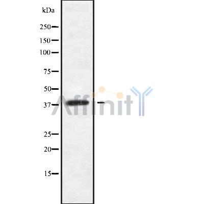 MAGBI Antibody - Western blot analysis of MAGBI using K562 whole cell lysates.