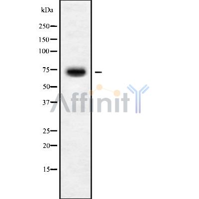 C16orf44 Antibody - Western blot analysis of C16orf44 using HUVEC whole cell lysates.