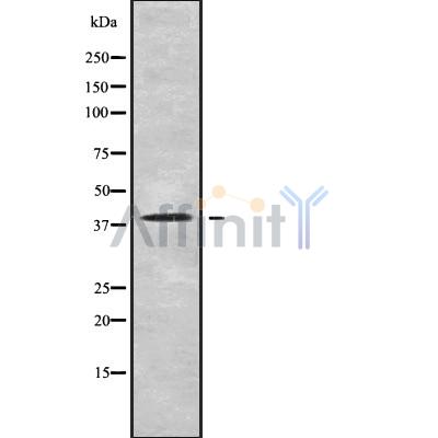 RTDR1 Antibody - Western blot analysis of RTDR1 using HT-29 whole cell lysates.