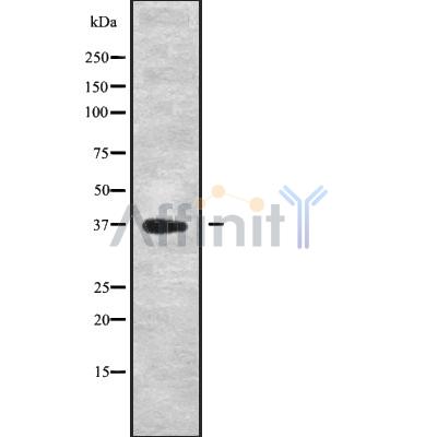 DEDD Antibody - Western blot analysis of DEDD using K562 whole cell lysates.