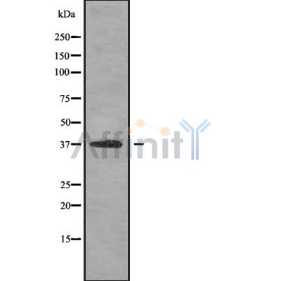 OPTC Antibody - Western blot analysis OPTC using HT-29 whole cell lysates.