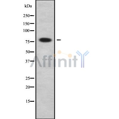 DNER Antibody - Western blot analysis of DNER using HepG2 whole cell lysates.