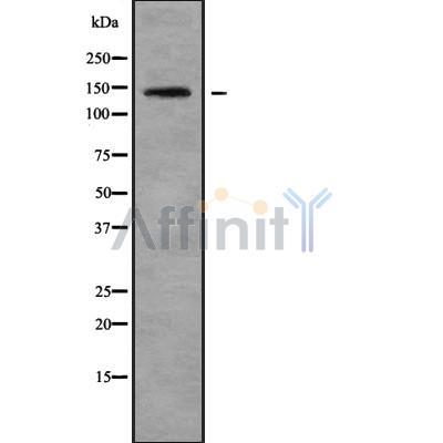 GPR125 Antibody - Western blot analysis GPR125 using HUVEC whole cell lysates.