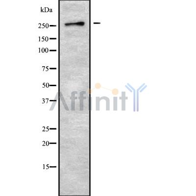 GPR179 Antibody - Western blot analysis GPR179 using 293 whole cell lysates.