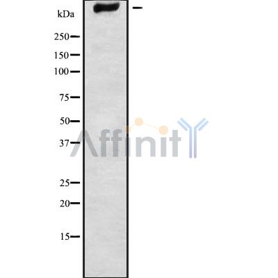 GPR98 Antibody - Western blot analysis GPR98 using K562 whole cell lysates.