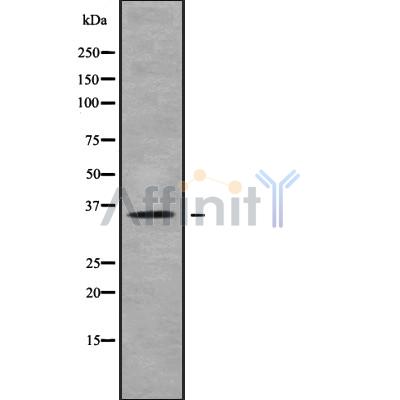OR10H5 Antibody - Western blot analysis OR10H5 using COLO205 whole cell lysates.
